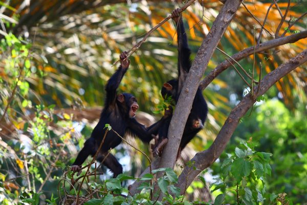 chimpanzee playing, chimpanzee gambia, monkey africa, gambija, davor rostuhar, putopis